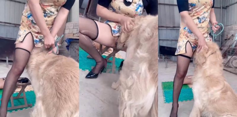 重口人兽性交调教！旗袍美女被金毛压身下猛干 黑丝撕裂无套内射 老公接力狂操！-51吃瓜网